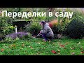 ОСЕННИЕ ПОСАДКИ и ПЕРЕСАДКИ. Что растет в  цветнике . ЧЕРЕНКОВАНИЕ клематисов  в конце октября