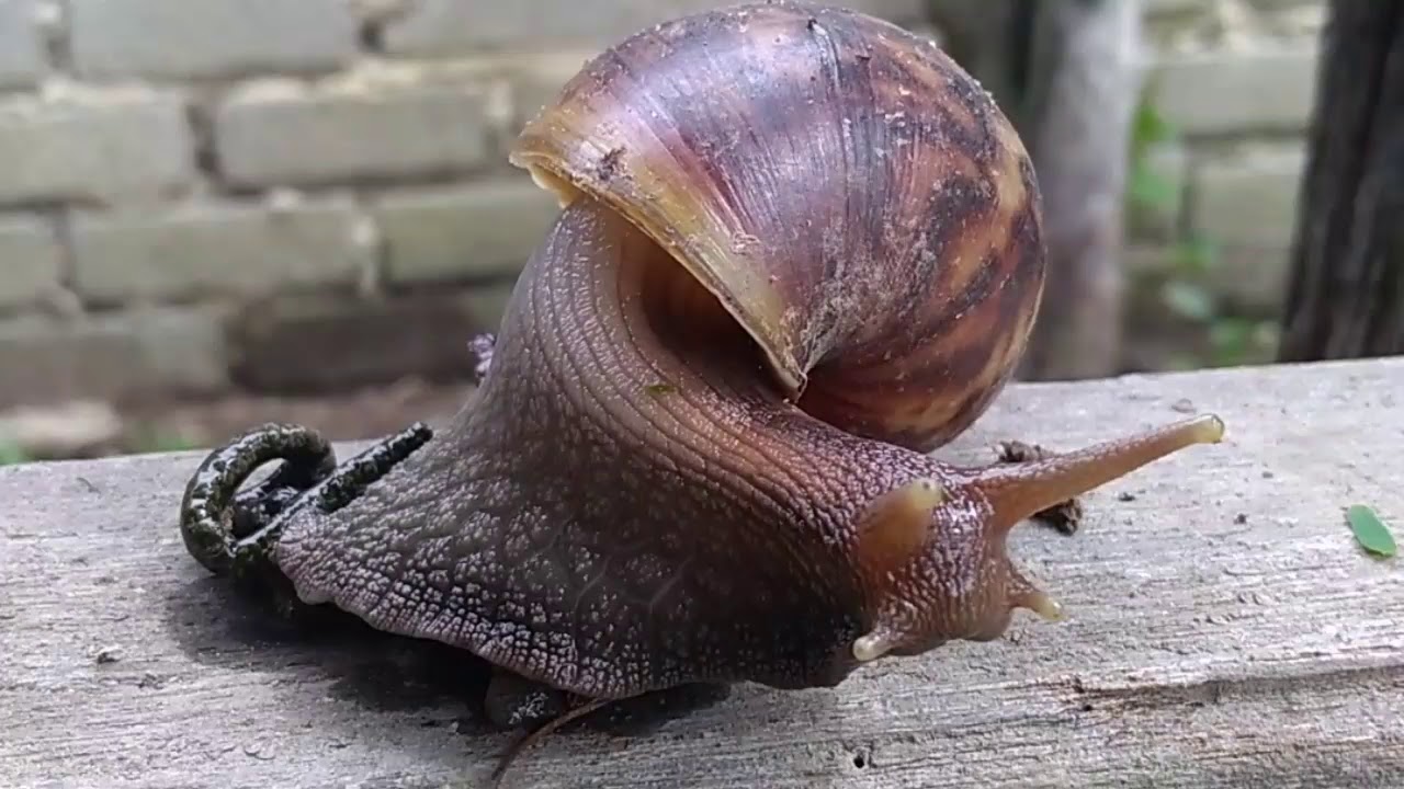 Have you ever seen a snail poo? YouTube