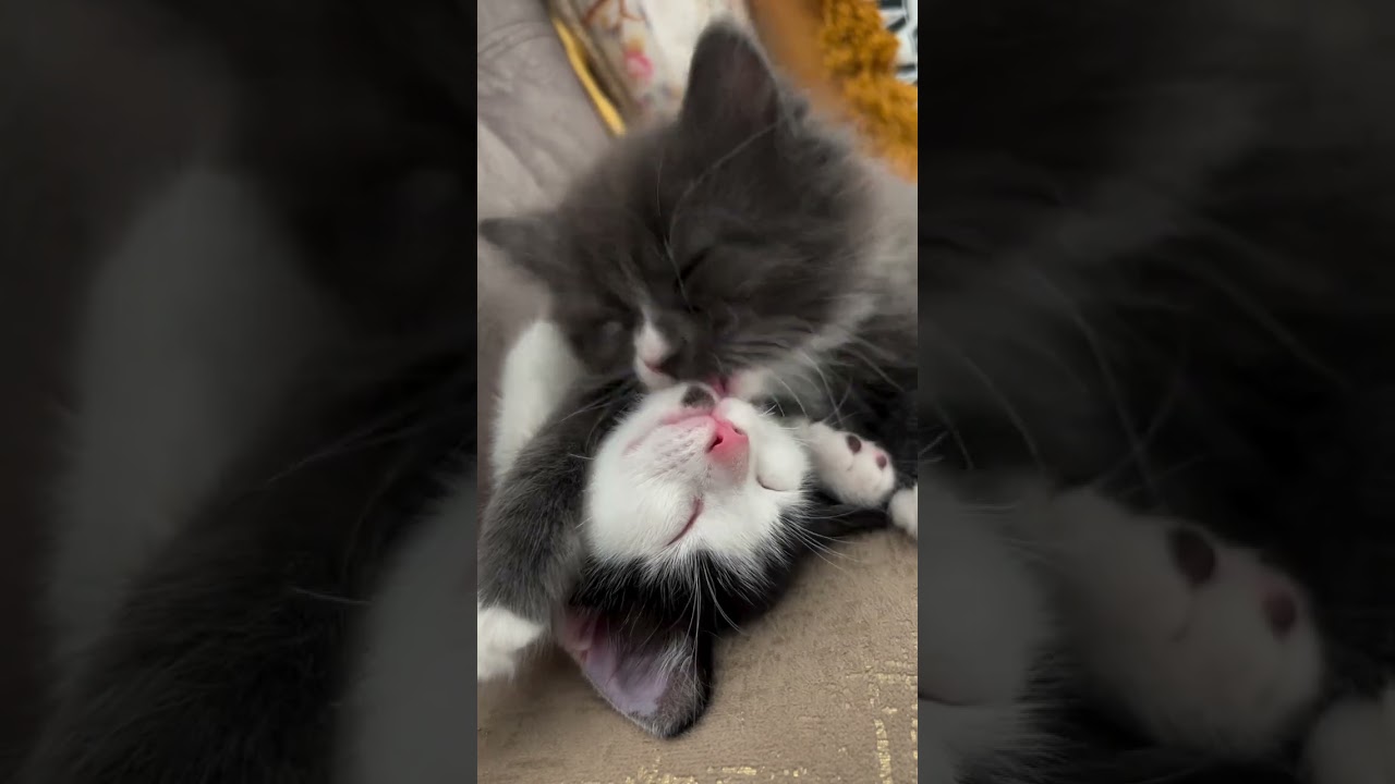 Why Does My Cat Stare at Walls? 😺 Funny Cat Behavior Explained! 