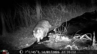 Download Lagu Trail cam : Wow, a Racoon in my forest !! MP3