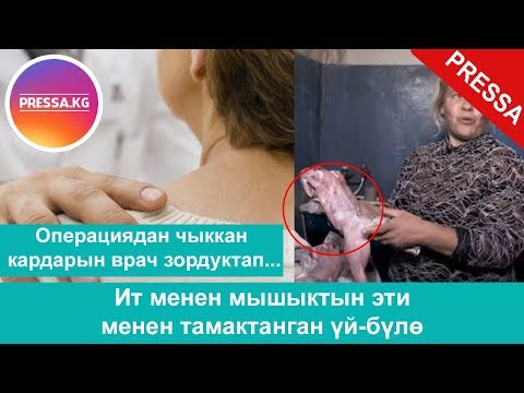 Video: Дүкөнгө ит менен кирсе болобу же жокпу