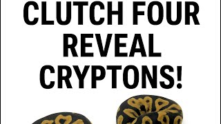 🔥 Clutch Four Reveal! Leopard Crypton Ball Pythons Hatchlings Unveiled Wealth