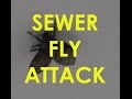 Sewer Flies