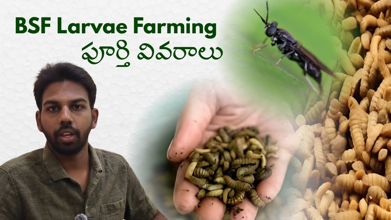 పురుగుల ప్రోటీన్ | Insect Protein Farming – Future of Agriculture ...
