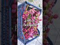 Uva da Tavola prima Fruttificazione quando avviene?