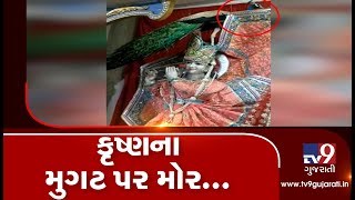Peacock sits on Lord Krishna's crown after pujari forgets to put feather on it |Tv9GujaratiNews screenshot 3