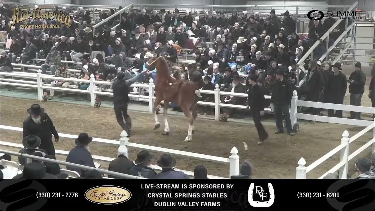 2025 MidAmerica Draft Horse Sale. Friday Sale YouTube