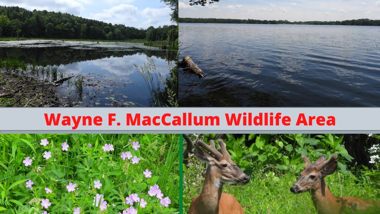 Wayne F. MacCallum Wildlife Management Area Mass Wildlife Headquarters Westborough