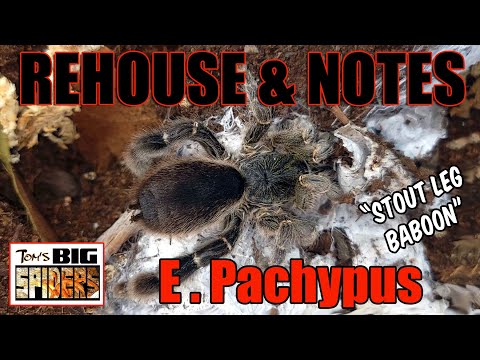 Eucratoscelus pachypus "Stout Leg Baboon" Rehouse & Notes