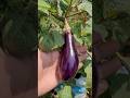 Brinjal 🍆  or Eggplant 🍆  what do think ?