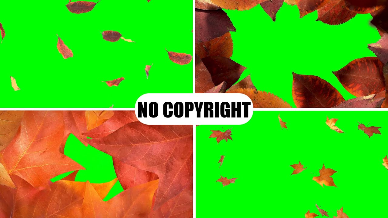 leaf green screen || leaf green screen video || full hd leaves green screen no copyright