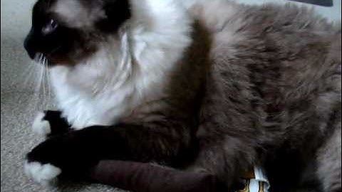 Ragdoll Cat Plays With Yeowww! Catnip Cigar ねこ - ラグドール - Floppycats