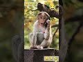 funny animals videos