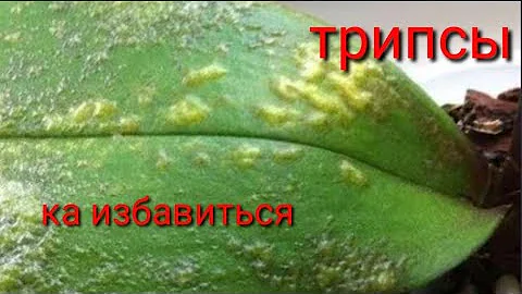 КАК ИЗБАВИТЬСЯ ОТ ТРИПСОВ?