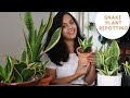 Snake Plant Repotting Tips : Soil to use & How to do it | Best Low Light Indoor Plant