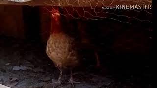 صوت الدجاجة تريد الرقود على البيض