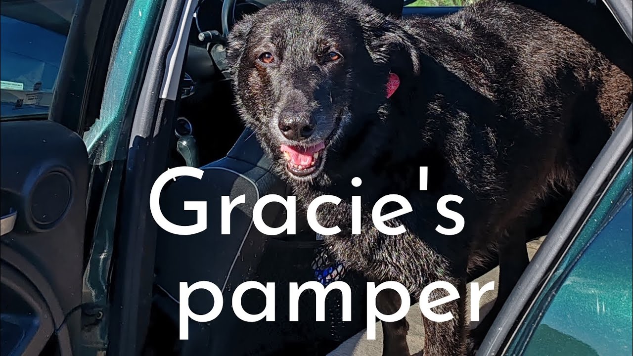 Gracie had a bath at the new doggy wash in Vire