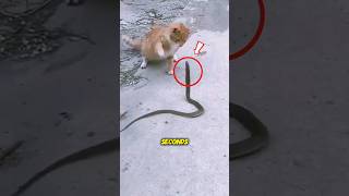 Cat vs snake || Why snakes can't beat cats? #cat #viral #shorts