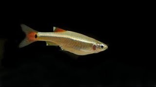 White cloud minnows look amazing ...
