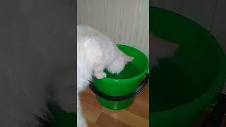 Не удобно, но все равно пьет лишь из ведра. Зефир #кот #кошка #коты #cat #cats #animals #dogs #игра
