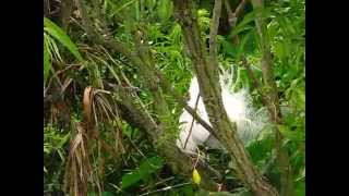 Snowy Egrets