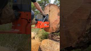 103cc Oleo Mac 999f 36 inch bar dogged into big log! #oleomac #chainsaw #shorts #logging #ripping