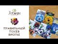 СЕЕМ ВИОЛУ В ФЕВРАЛЕ - ЦВЕТЕНИЕ В МАЕ ОБЕСПЕЧЕНО!!! / 7 семян