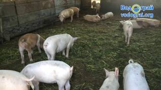 ТМ Водограй свиньи на глубокой подстилке с Светл...
