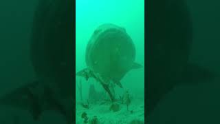 Giant Grouper Making An Entrance