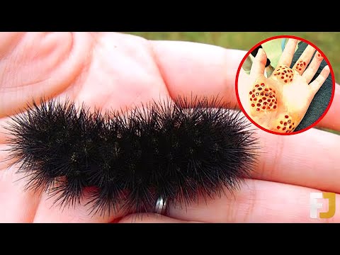 Video Most Dangerous Animals You Should Never Touch - youtube