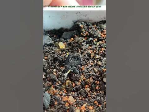 монилария заячьи ушки - YouTube