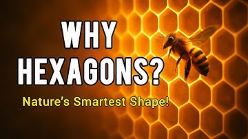 Why Do Bees Build Hexagons? | The Genius Geometry Behind Honeycombs