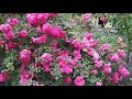 🌹 Роза