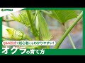 ☘58:オクラの育て方|植えつけ方法や日々の管理、プランターでの育て方や収穫のコツなどご紹介【PlantiaQ&A】植物の情報、育て方をQ&A形式でご紹介