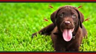 What are Heartworms? HD