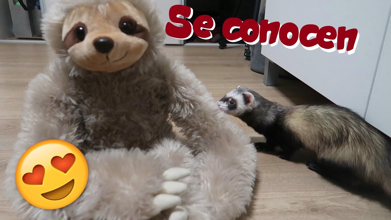 EL SEÑOR PEREZOSO CONOCE A HUMITA | Megusto