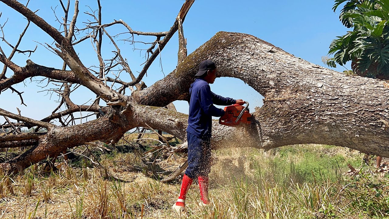 Roaring... Cut down the old trembesi tree in the rice field. - YouTube