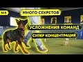 Занятие №5 | Новый уровень команд | Как научить Немецкую овчарку слушаться | Школа для собак DRED