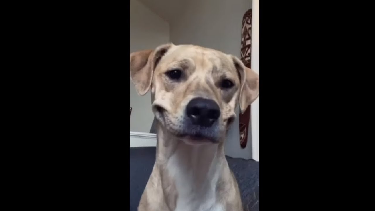 Dog Had A Funny PukeFace! YouTube