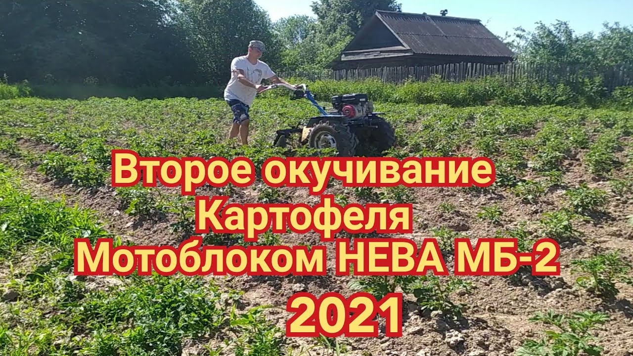 Окучивание картошки мотоблоком ока Окучивание картошки мотоблоком ока