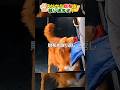 スリから財布を取り返す犬！Dog retrieves wallet from pickpocket.#dog #shorts#犬