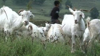 Cloned Pashmina goats help India's wool industry