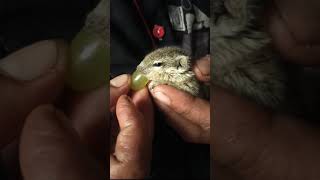 Baby squirrel Jerry's very first solid food| Squirrel eating |