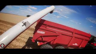 Moisson 2020 Massey Ferguson 7720 7716S Claas Lexicon Dominator 108