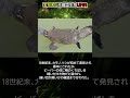 実在した未確認生物UMA#都市伝説#予言#宇宙#shorts