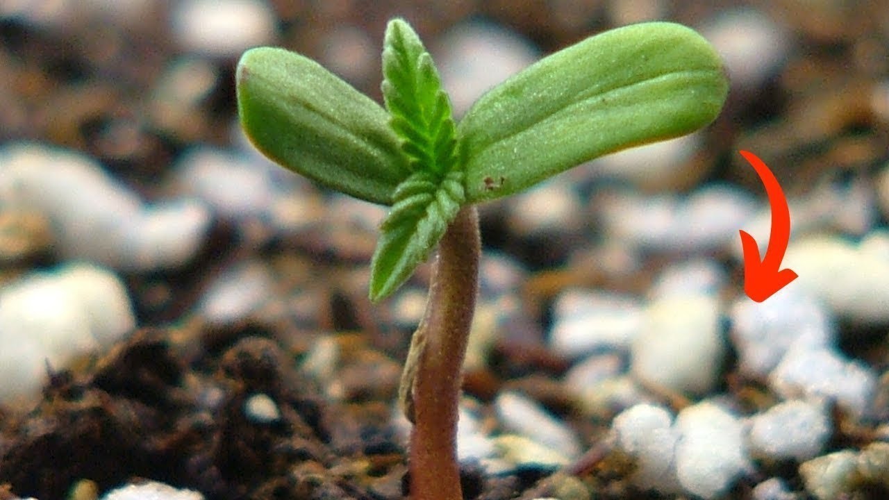 O melhor solo para plantar MACON...