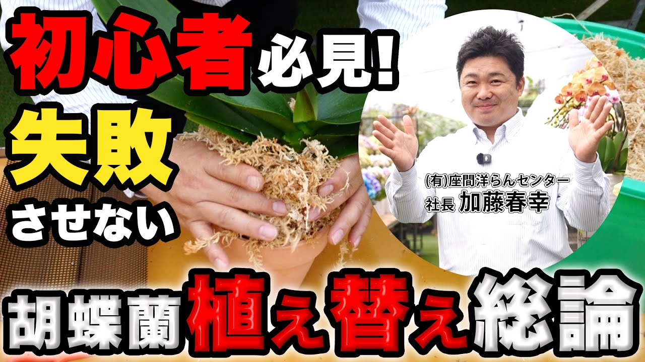 【もう難しくない！胡蝶蘭植え替え総論】タイミングや、水苔？バーク？植え込み素材からNG行為まで大解説！【#7】