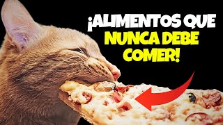 ¿Cuales son los ALIMENTOS que tu Gato NUNCA debe comer? by Mascotas Sanas Y Felices 2,087 views 4 months ago 11 minutes, 17 seconds