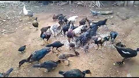 tuaj saib kuv yuav tua 1.2 tu qaib rau peb ntxhua cawv nawb