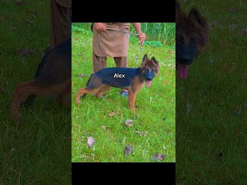 Alex daughter of Vom Boss Rover kennel | Gsd puppy #gsds #germanshepherd
